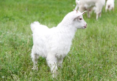 goatling çim köyde otlatma