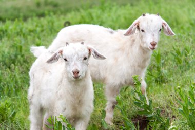 goatlings Köyü çimenlerin üzerinde otlatma