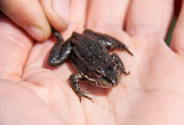Malé jezero žába sedí na ruce — Stock fotografie
