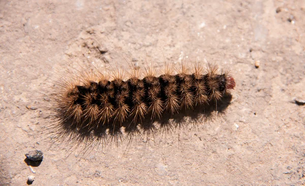 Chenille brun pelucheux rampant sur la route — Photo