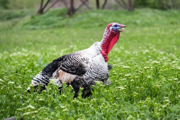 Pâturage de dinde sur l'herbe verte dans le village — Photo