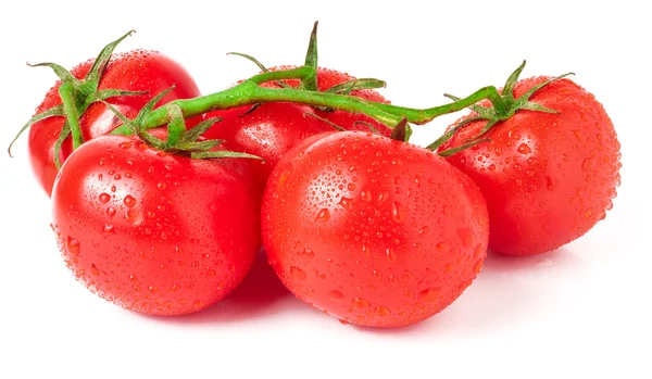 Ramo de tomate com gotas de água isoladas sobre fundo branco — Fotografia de Stock