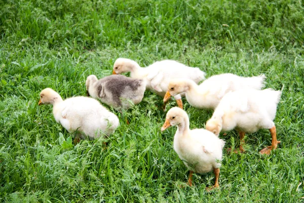Jóvenes goslings pastan en la hierba en el pueblo — Foto de Stock