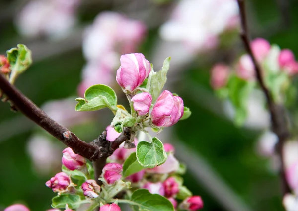 Яблоко цветет как фон закрыть макрос — стоковое фото