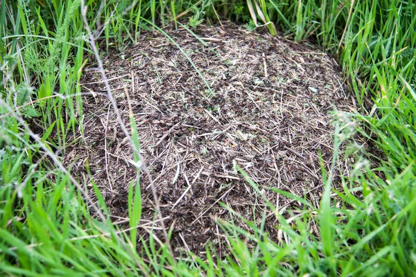 Ant hill as a background close-up macro in field — Stock Photo, Image