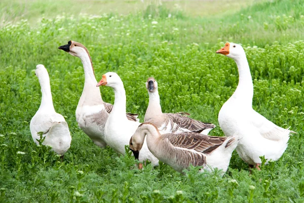 Rebanho de gansos pastando na grama verde na aldeia — Fotografia de Stock