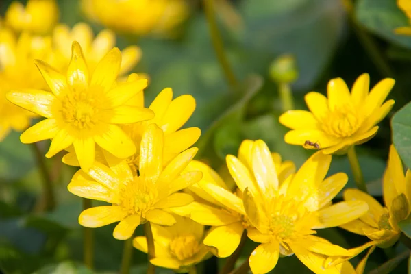 Ficaria verna flores amarillas de primavera como fondo — Foto de Stock