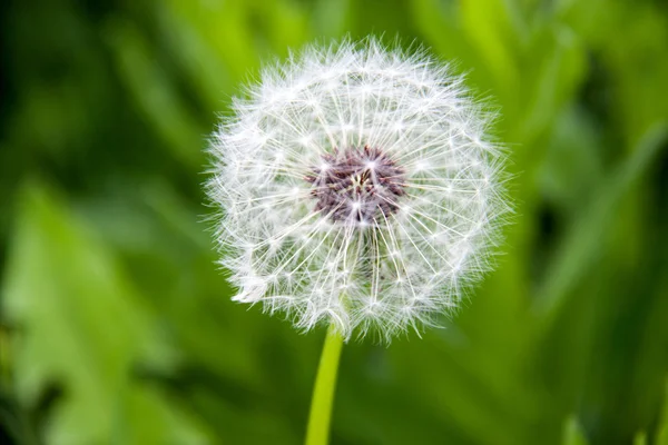 Dandelion macro close-up em um fundo verde — Fotografia de Stock