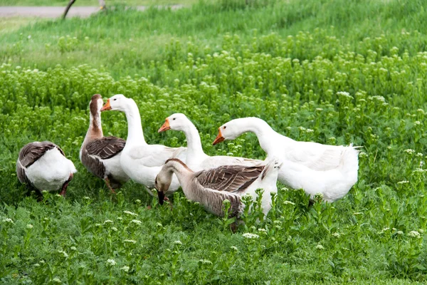 Troupeau d'oies broutant sur l'herbe verte dans le village — Photo