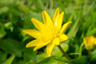 Ficaria verna lutik bahar arka plan yakın çekim