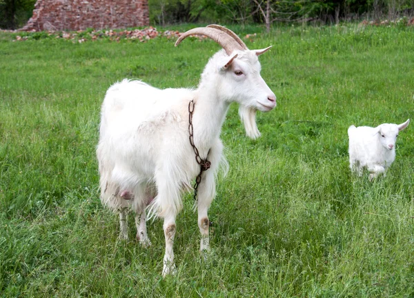 Goatlings com cabra estão pastando na grama na aldeia — Fotografia de Stock
