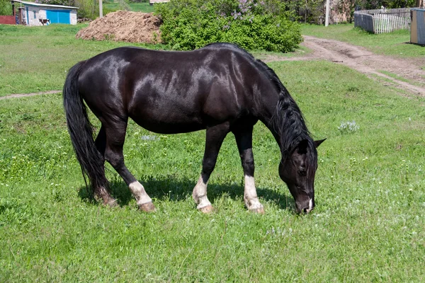 Caballo negro pastando en un prado en el pueblo —  Fotos de Stock