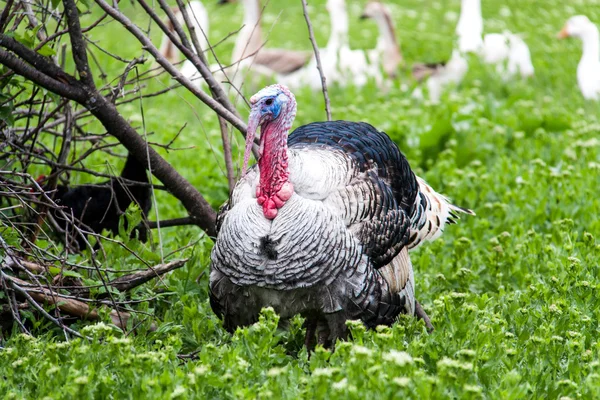 Pâturage de dinde sur l'herbe verte dans le village — Photo