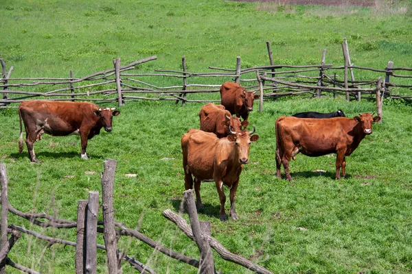 Krávy jsou pasoucí se v ohradě vesnici — Stock fotografie