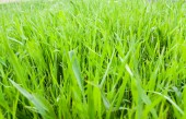 mladé zelené trávy jako pozadí close-up makro