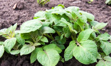 Bahçe yakın çekim ormanda genç patates