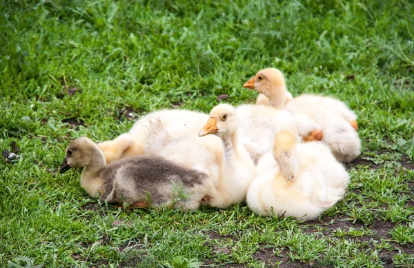 庭の草の上に横たわるいくつかガチョウのひな — ストック写真