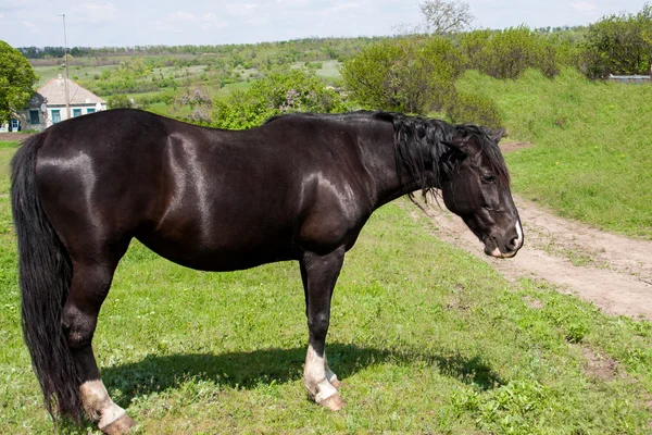 Cavalo negro pastando em um prado na aldeia — Fotografia de Stock