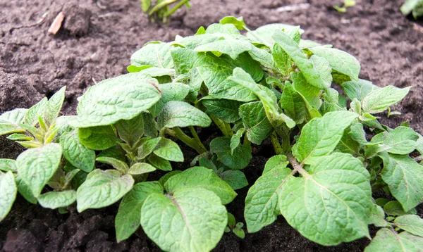 Молодой картофельный куст в саду крупным планом — стоковое фото