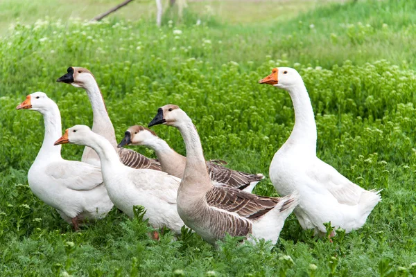 Rebanho de gansos pastando na grama verde na aldeia — Fotografia de Stock