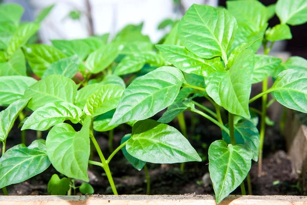 Unga skott av plantor paprika — Stockfoto