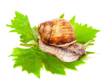 üzüm yaprağı beyaz arka plan üzerinde sürünerek salyangoz