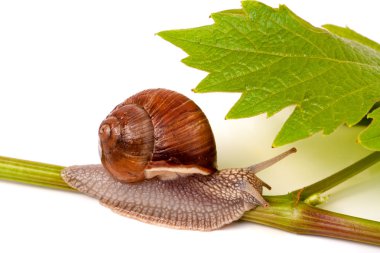 üzüm yaprağı beyaz arka plan üzerinde sürünerek salyangoz