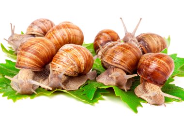 Beyaz arka plan üzerinde üzüm sürünerek salyangoz yapraklar