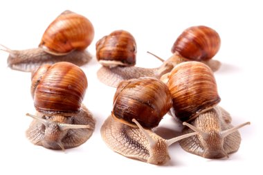 Beyaz arka plan portre üzerinde sürünerek bazı salyangoz