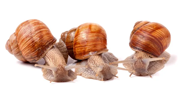 Beyaz arka plan portre üzerinde sürünerek üç salyangoz