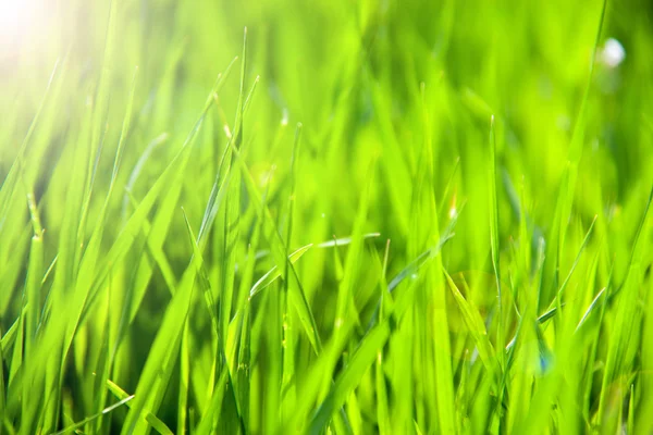 Young green grass as a background close-up macro — Stock Photo, Image