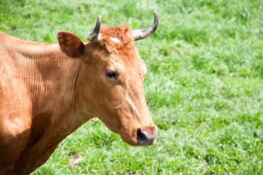 Siyah at köyün bir çayır üzerinde otlatma