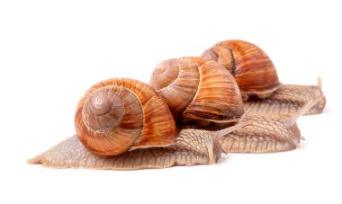 Beyaz arka plan portre üzerinde sürünerek üç salyangoz