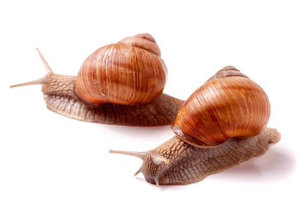 two live snail crawling on white background close-up macro