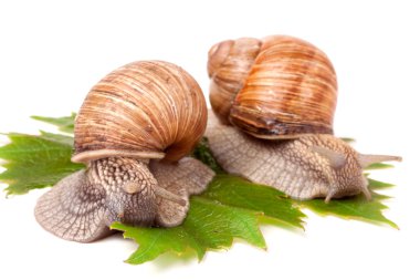 iki salyangoz üzüm üzerinde sürünerek yaprakları beyaz arka plan