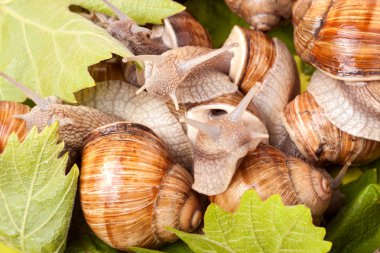 Beyaz arka plan portre üzerinde sürünerek bazı salyangoz