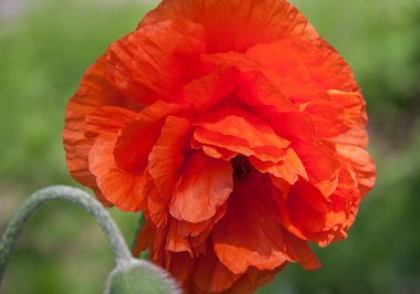 Güzel tek kırmızı haşhaş çiçek kafa yeşil bir alanda