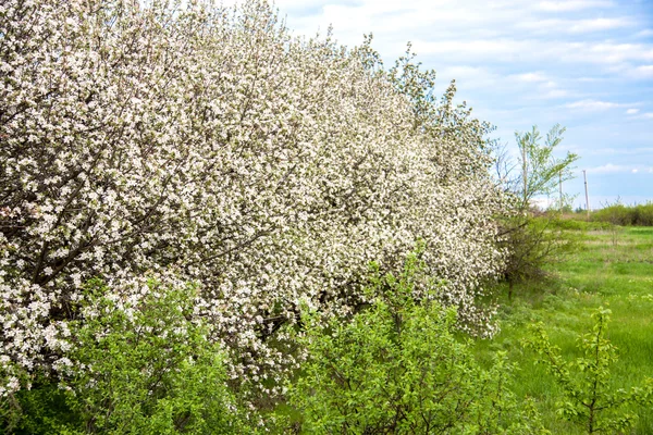 Jardim de maçã florescendo na primavera da aldeia — Fotografia de Stock