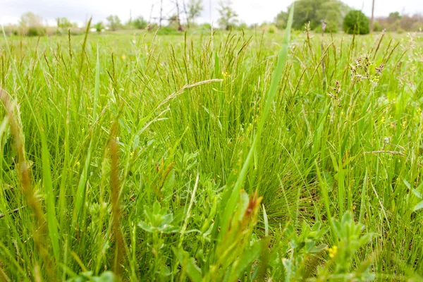 Young green grass as a background close-up macro — Stock Photo, Image