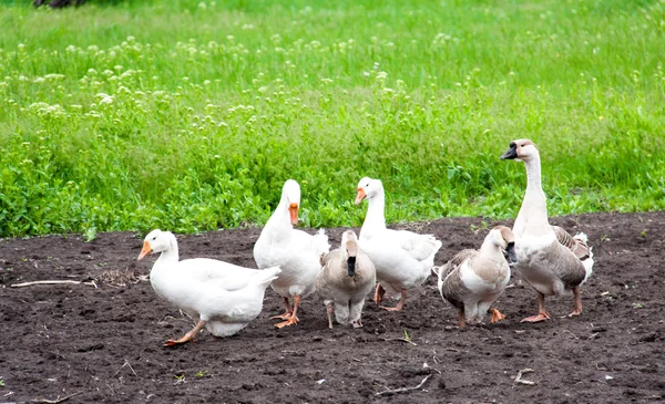 Troupeau d'oies broutant sur l'herbe verte dans le village — Photo