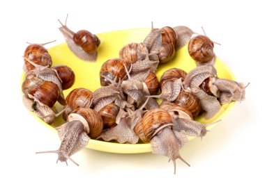 Beyaz arka plan üzerine bir tabak içinde canlı salyangozlar