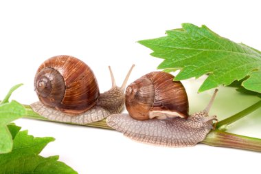 iki salyangoz asma yaprak beyaz arka plan üzerinde tarama