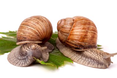 iki salyangoz üzüm üzerinde sürünerek yaprakları beyaz arka plan