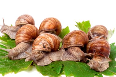 üzüm üzerinde sürünerek bazı salyangoz yaprakları beyaz arka plan