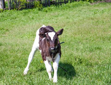Genç boğa köyün bir çayır üzerinde otlatma