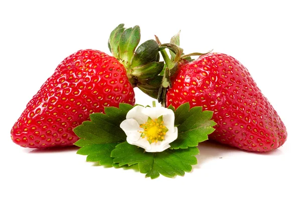 Two strawberries with flower and leaves isolated on white background — Stock Photo, Image