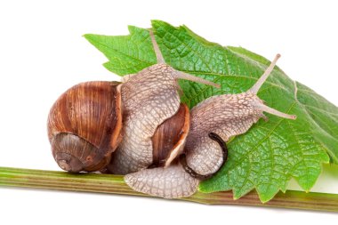 iki salyangoz asma yaprak beyaz arka plan üzerinde tarama