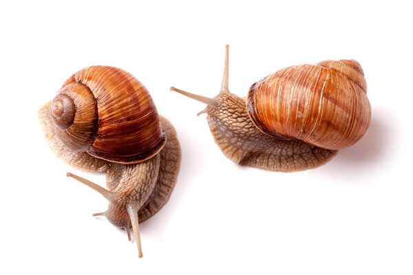 two live snail crawling on white background close-up macro