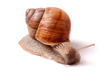 Beyaz arka plan yakın çekim makro üzerinde sürünen canlı salyangoz