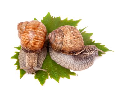 iki salyangoz üzüm üzerinde sürünerek yaprakları beyaz arka plan